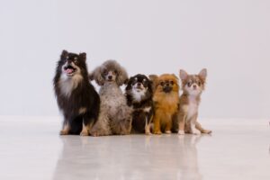 ミックス犬のかわいい魅力！ 飼う前に知っておくべき4つの注意点
